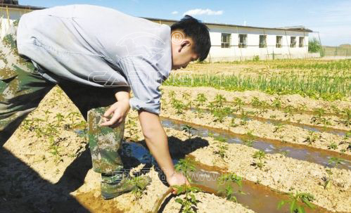 肉牛養(yǎng)殖戶正在使用沼渣沼液抽排機抽取牛糞水灌溉菜地